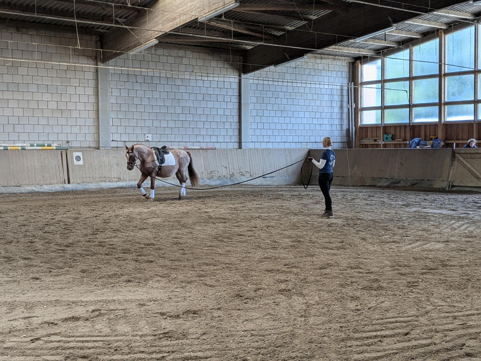Lehrgang zum Longierabzeichen