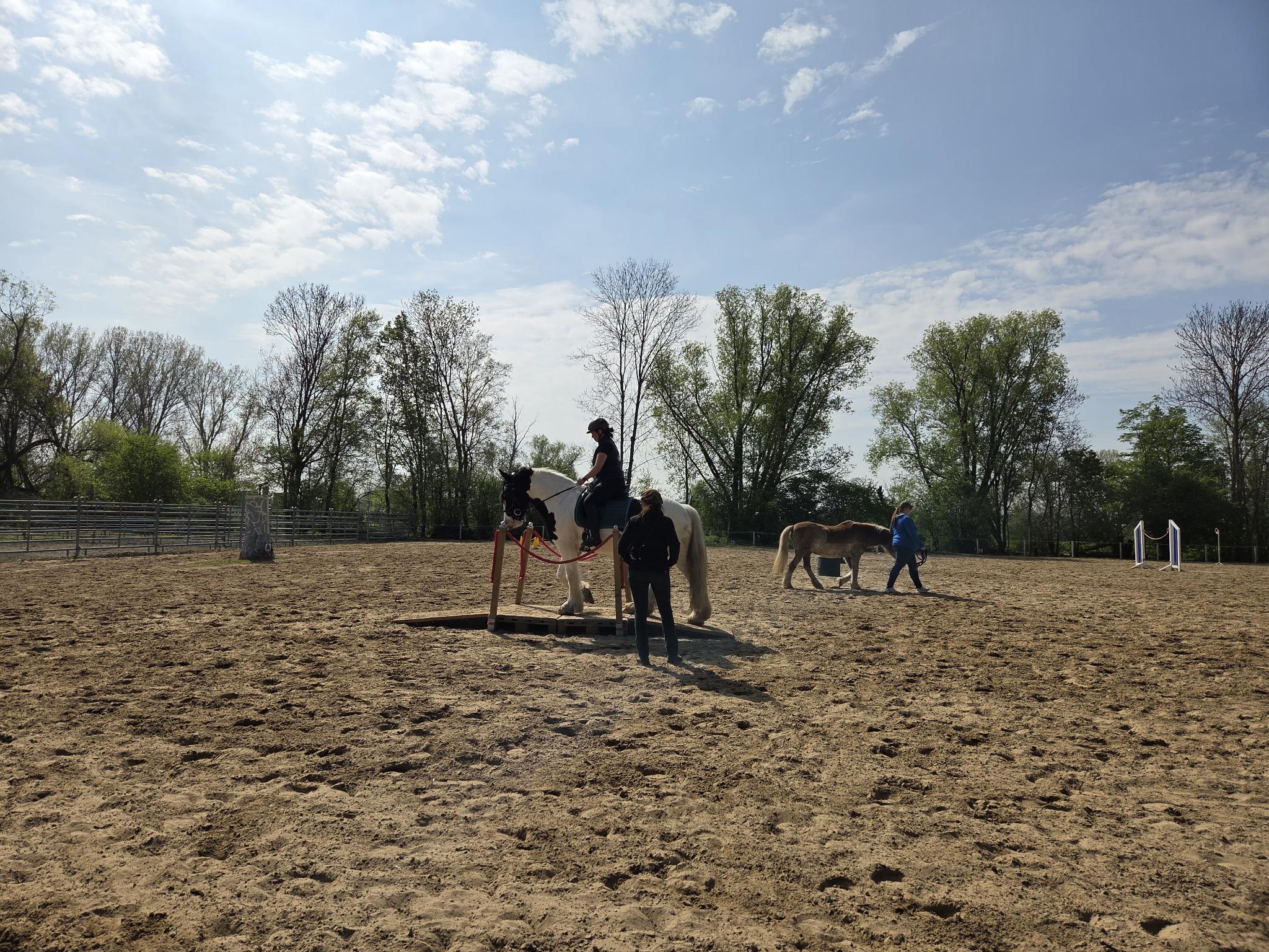 Working Equitation Trainingstag 2026